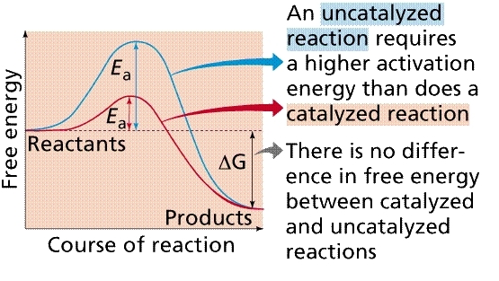 catalyzed reaction image